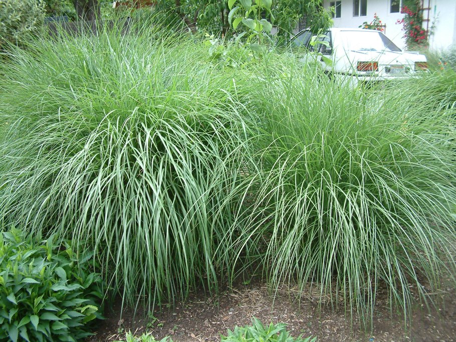 Осока мискантус