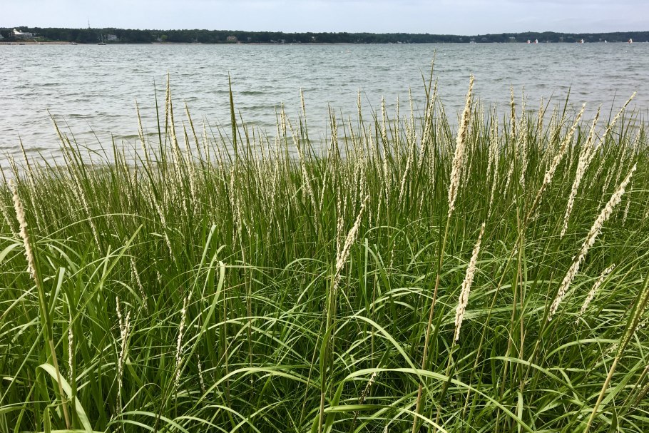Спартина гребешковая, Spartina pectinata "Aureomarginata"