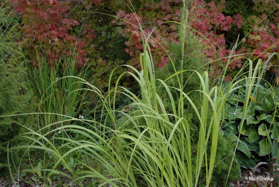 Спартина перистая Ауреомаргината