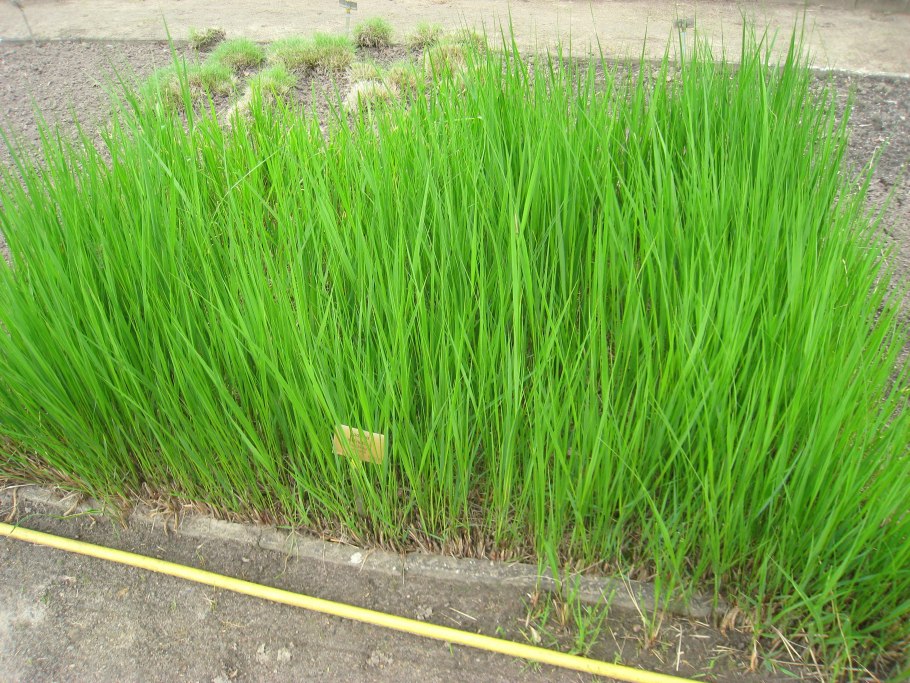 Мискантус Грациелла