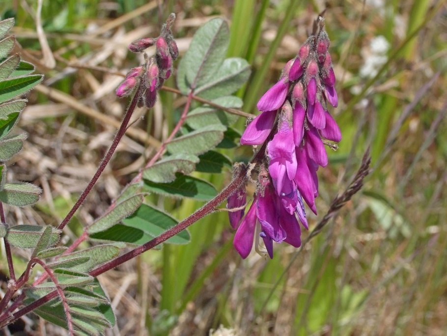 Hedysarum hedysaroides