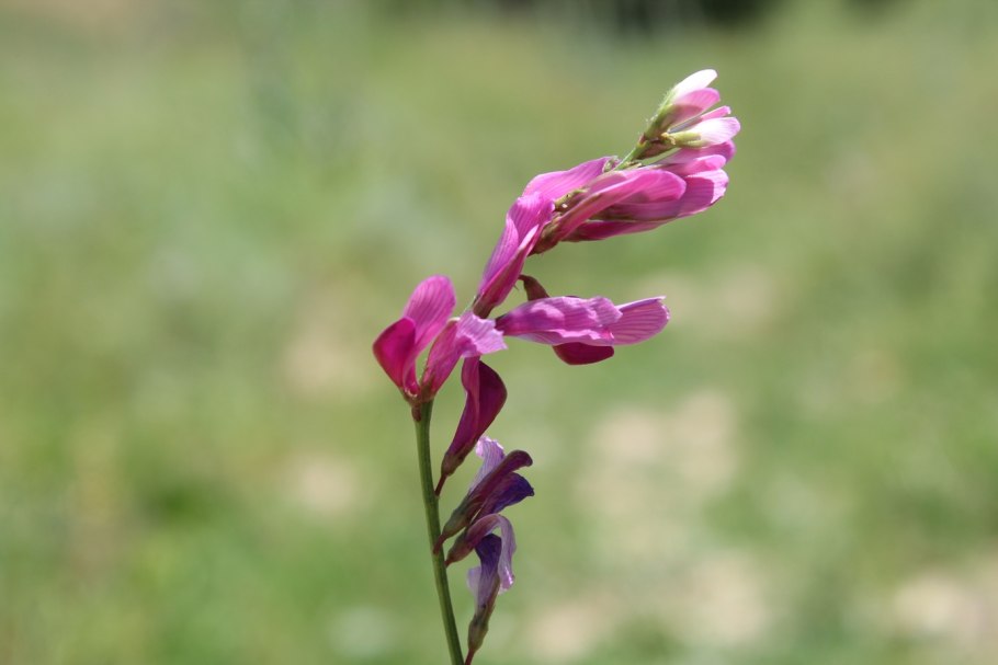 Копеечник Уссурийский