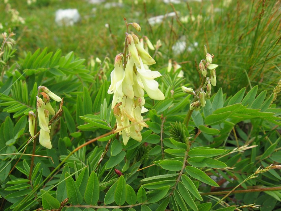 Копеечник кавказский (Hedysarum caucasicum)