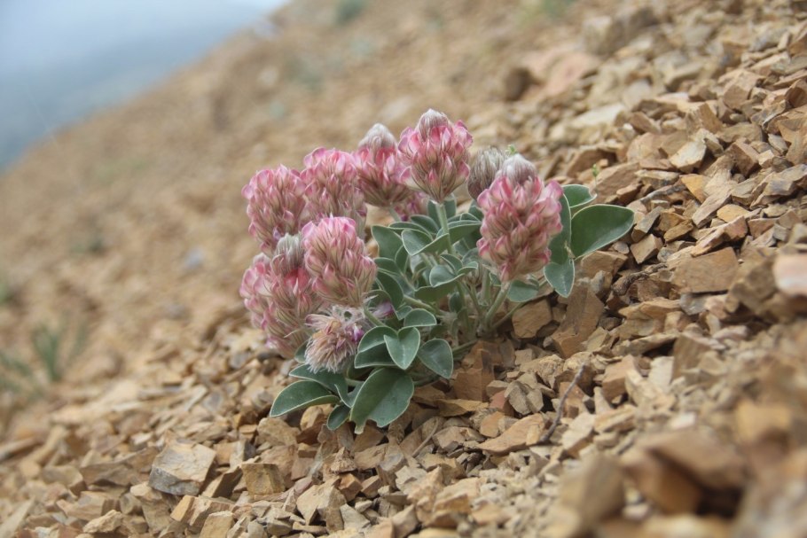 Копеечник зундукский