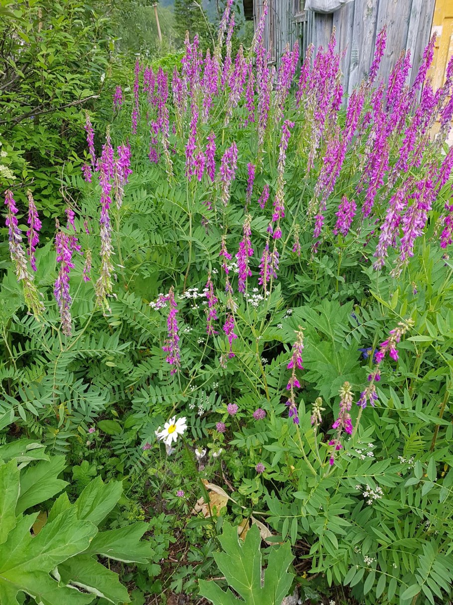 Копеечник забытый красный корень