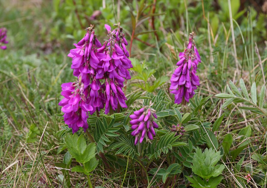 Красный корень (копеечник)