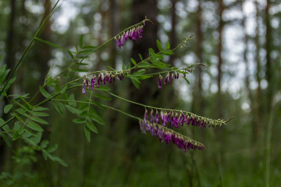 Копеечник забытый