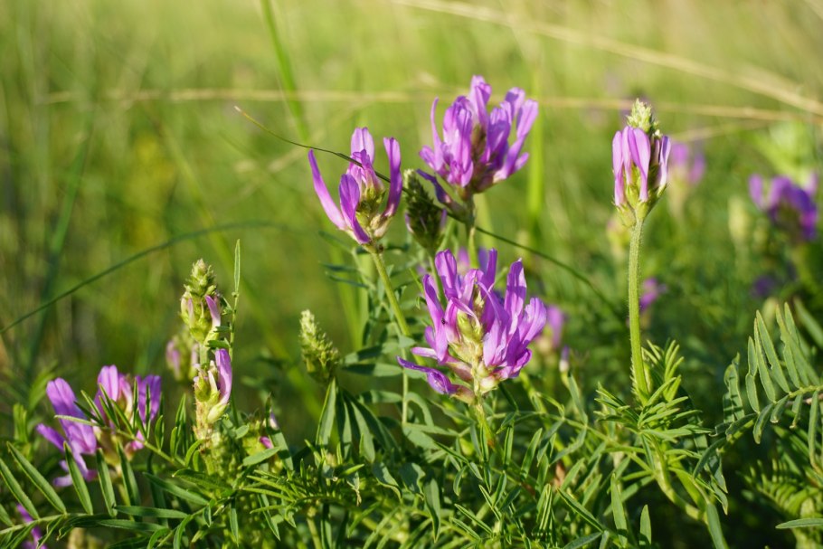 Astragalus onobrychis
