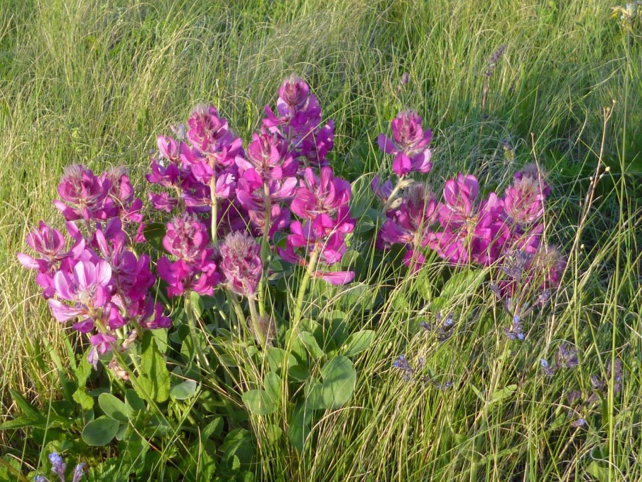 Копеечник серебристолистный