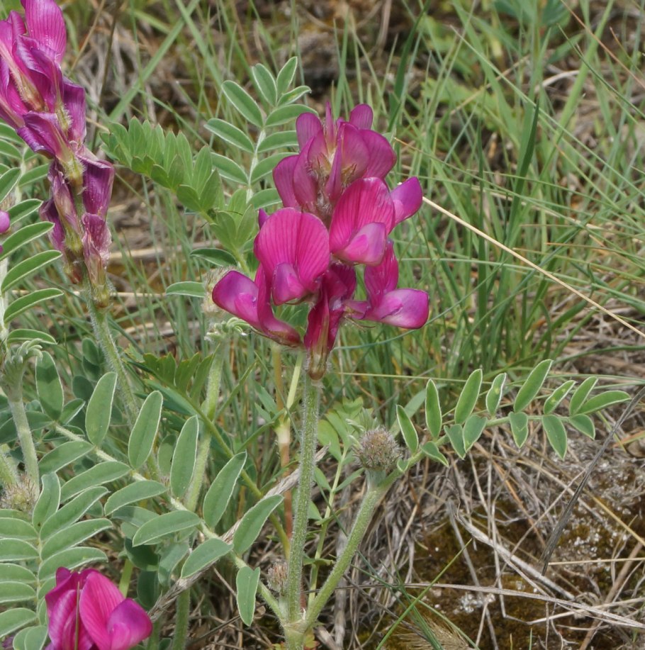 Копеечник Гмелина