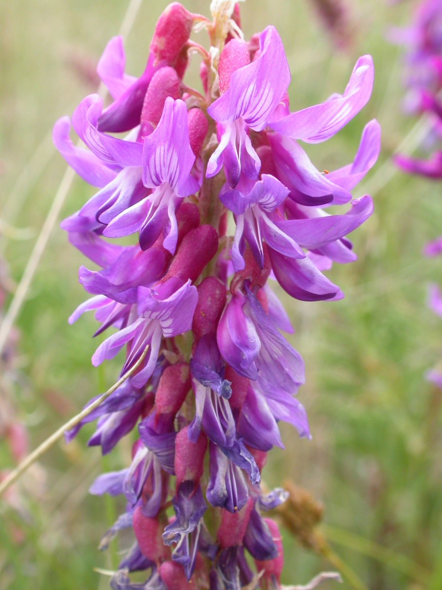 Горошек мышиный (vicia cracca)