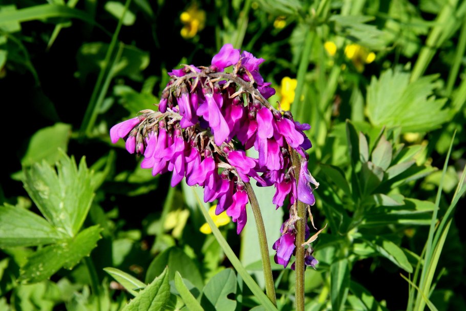 Красный корень копеечник чайный