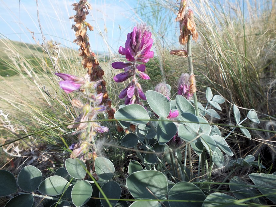 Hedysarum argyrophyllum