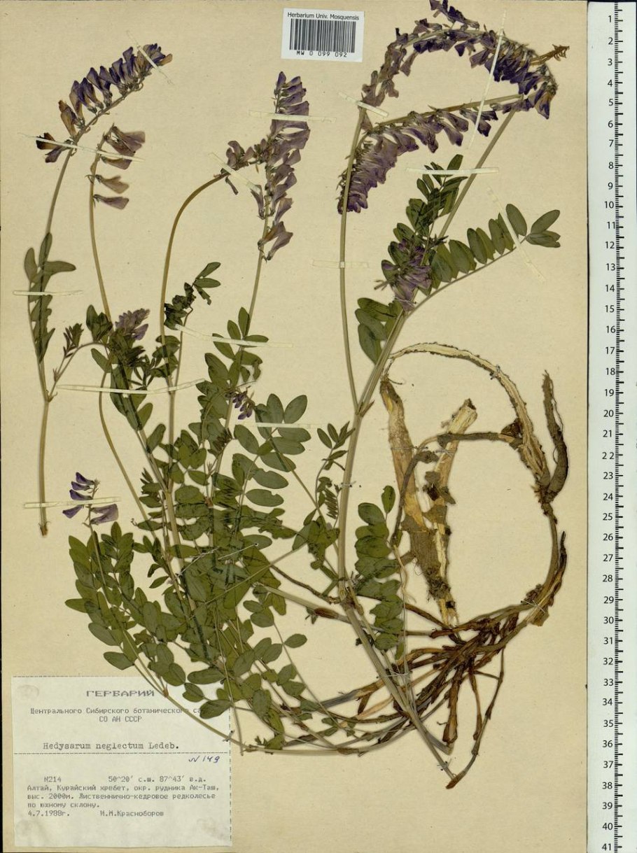 Копеечник забытый