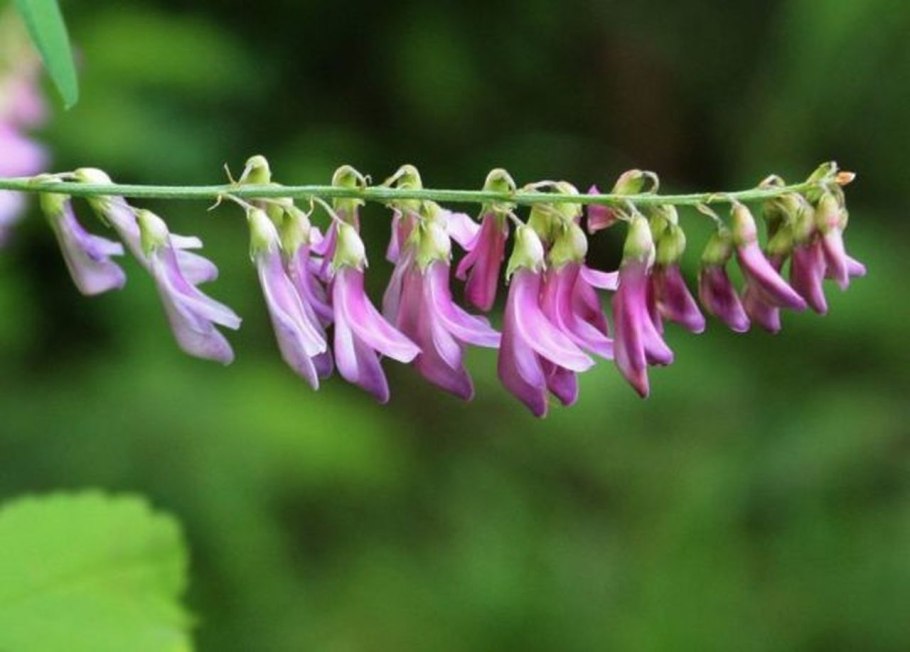 Растение копеечник Альпийский