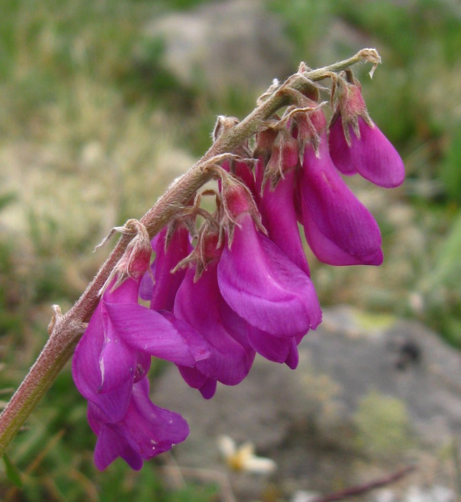 Красный корень копеечник