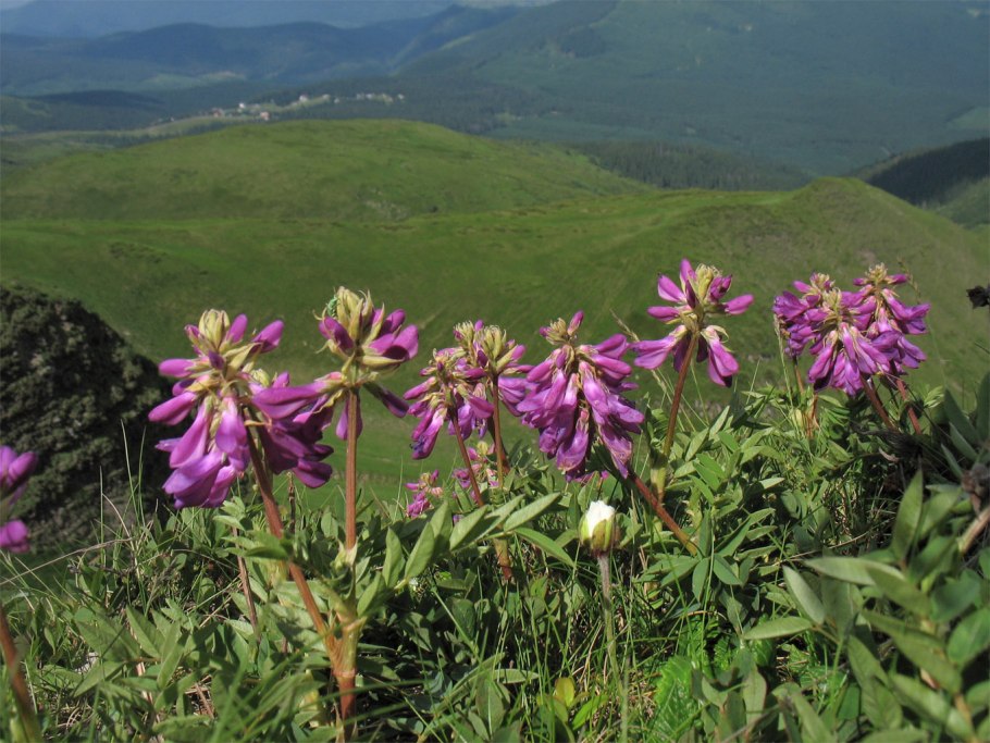 Копеечник красный корень