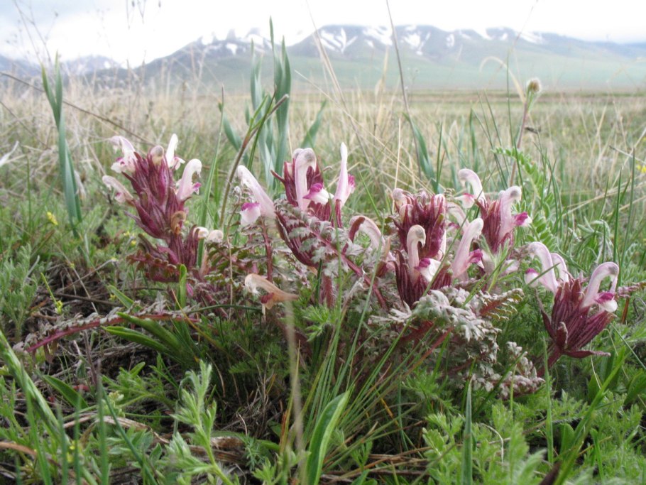 Pedicularis alatauica