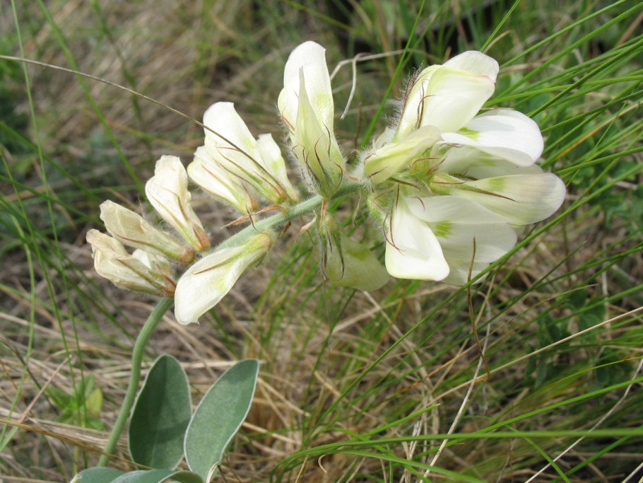 Hedysarum grandiflorum