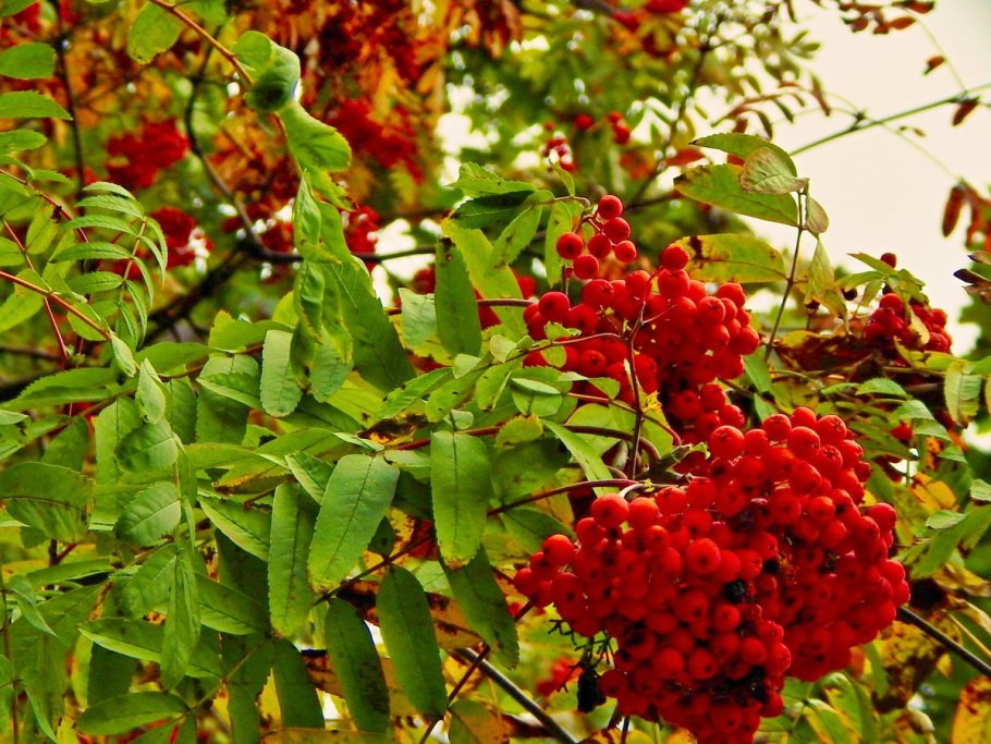 Рябина красная