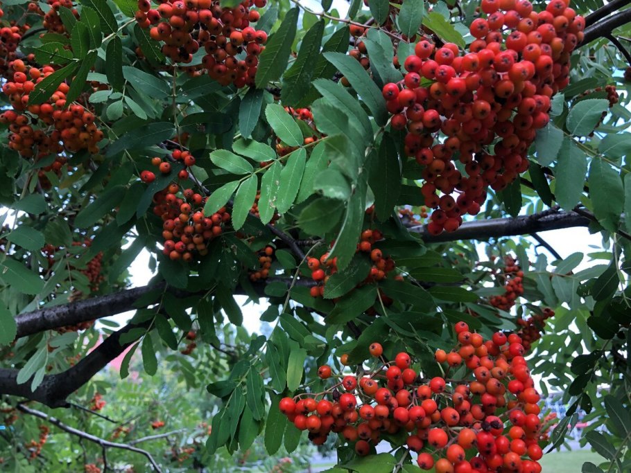 Рябина красная обыкновенная