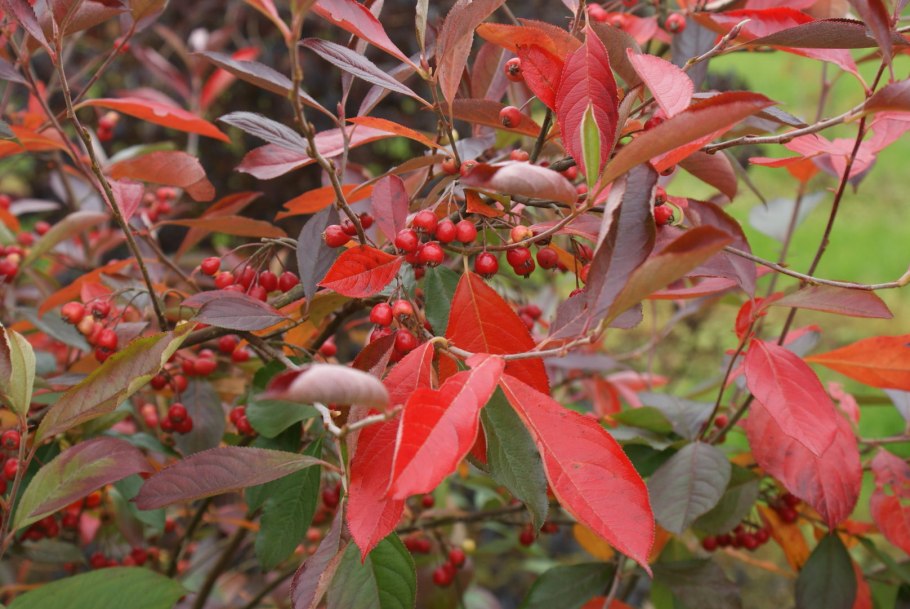 Aronia arbutifolia