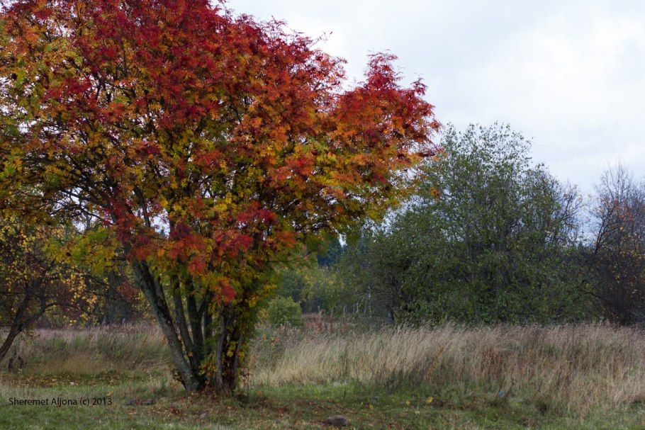 Черноплодная рябина арония арбутифолия