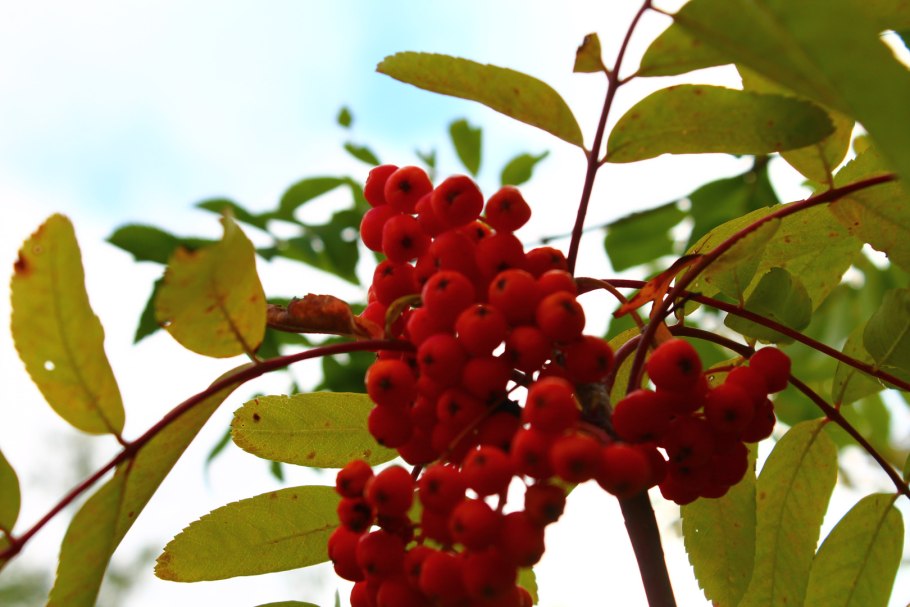 Рябина красная картинки