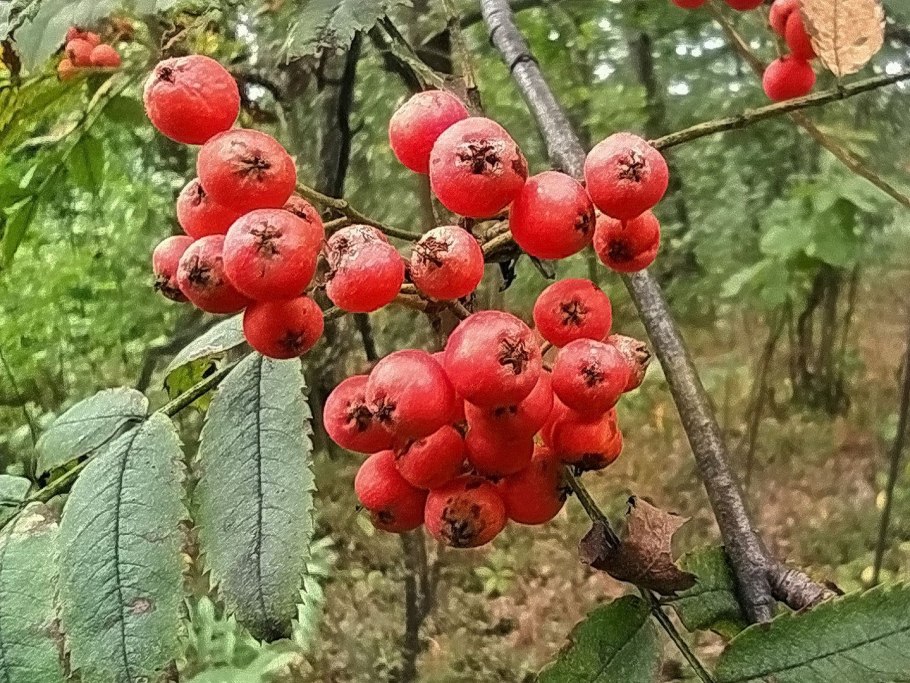 Арония с красными ягодами