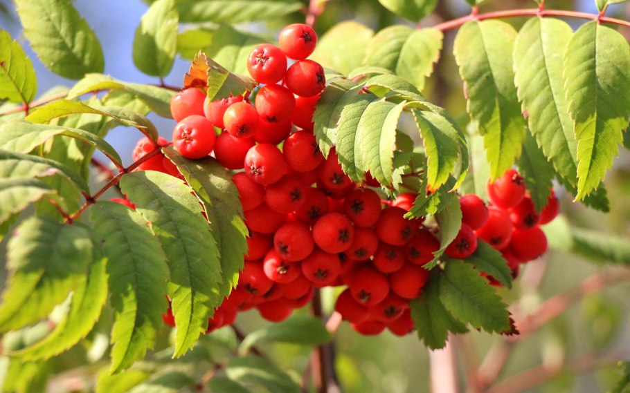 Рябина красноплодная