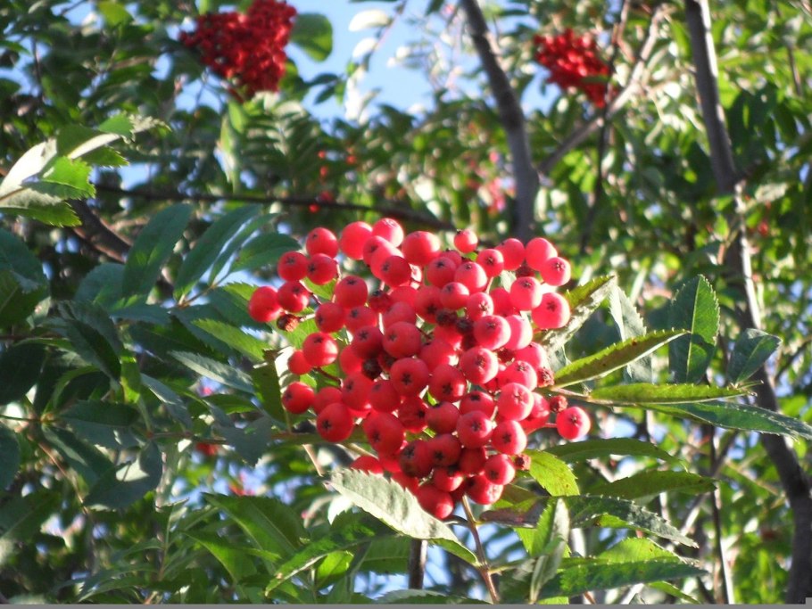 Арония красноплодная