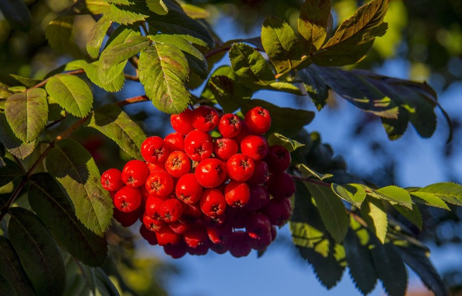 Зимостойкая рябина