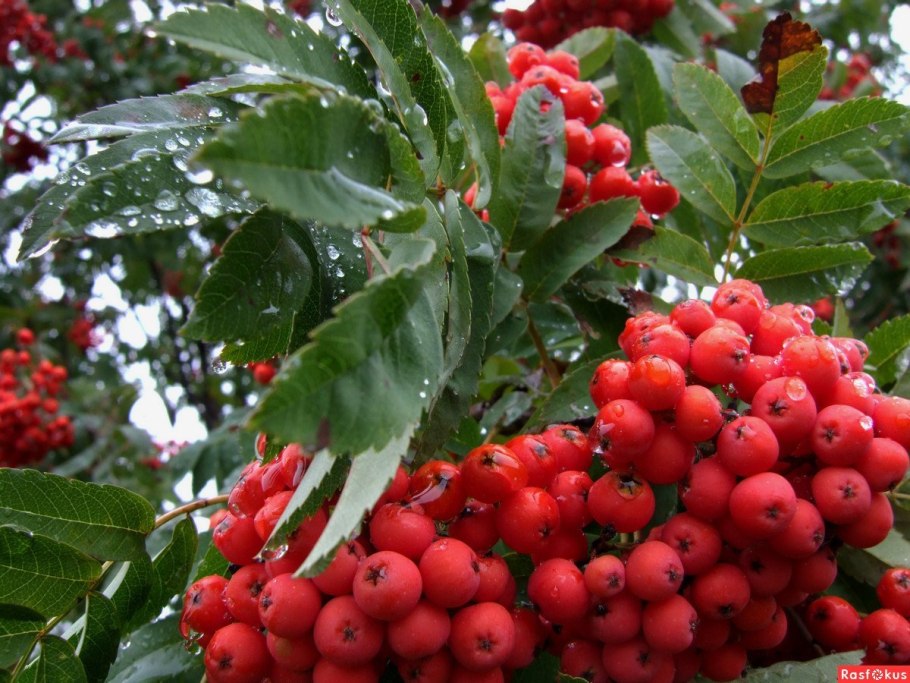 Рябина крупнолистная