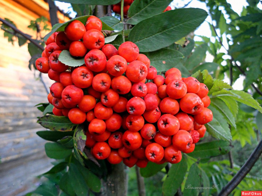 Рябина Sorbus 'Red Tip'