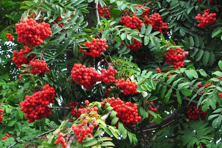 Арония и красная рябина