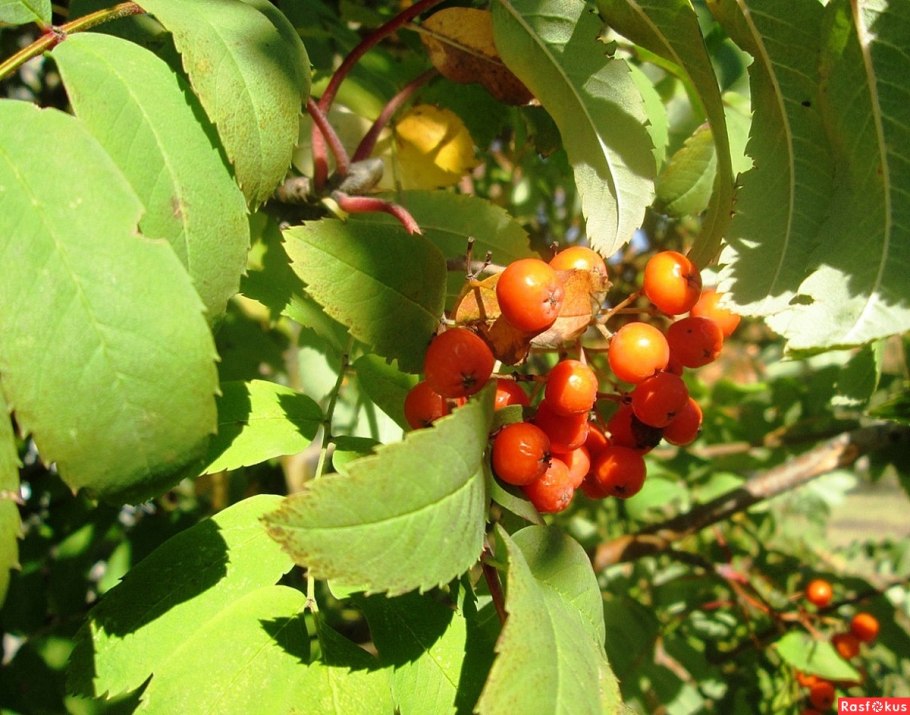 Рябина Камчатская кустарниковая