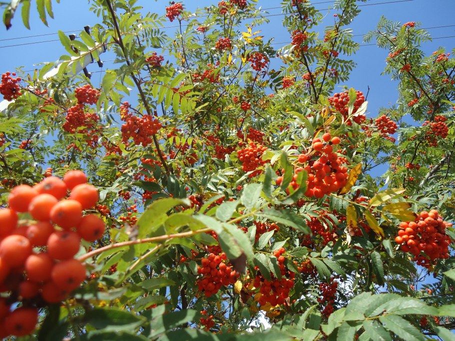 Рябина крупноплодная Крымская