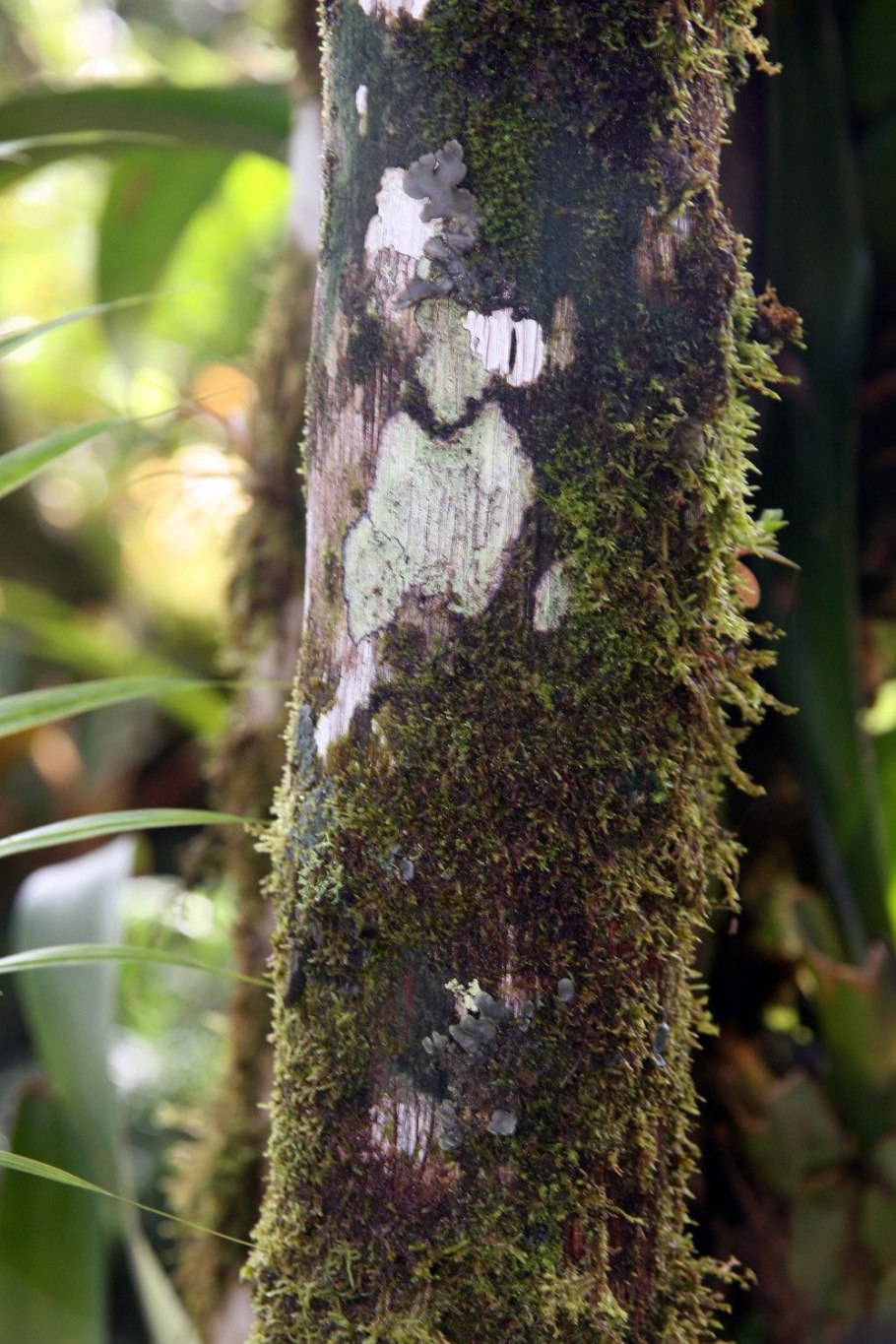 Пальмы Бакаба и патава (Jessenia и oemocarpus)