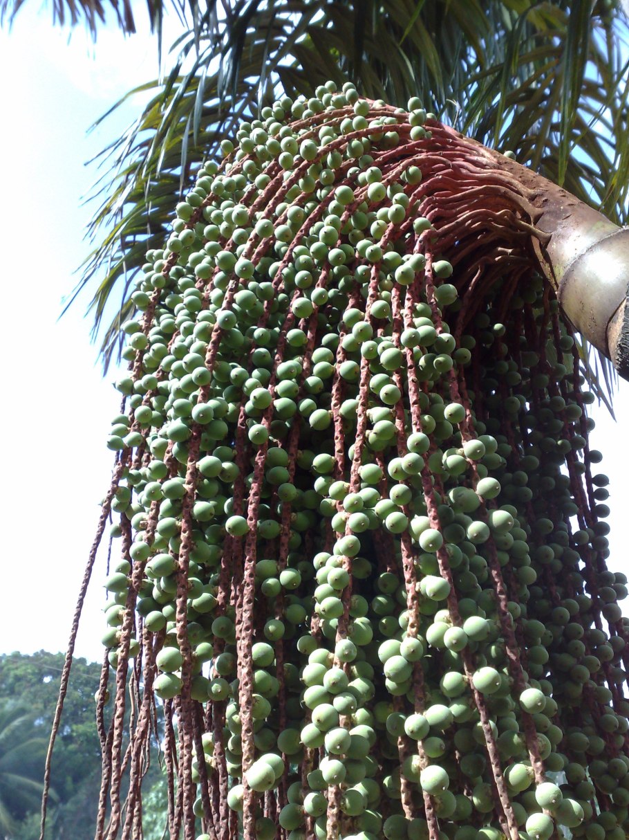 Цветущая Oenocarpus Bacabá