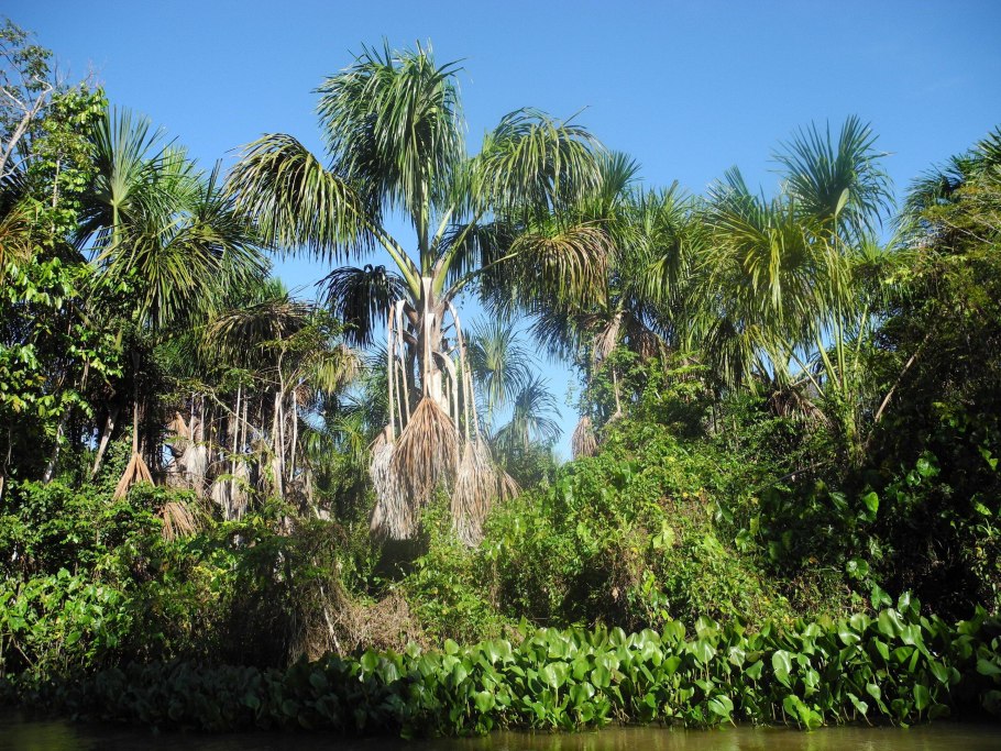 Пальма Iriartea gigantea