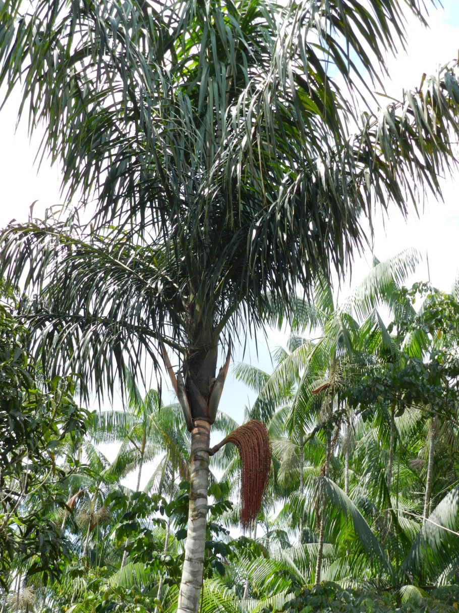 Амазонская Пальма патава