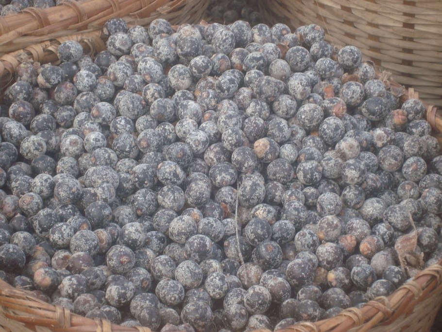 Венерина мухоловка цветок