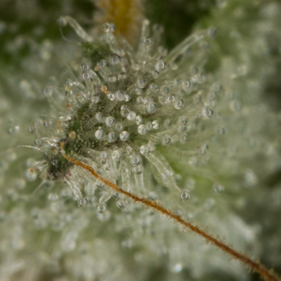 Цветочный уголок в комнате