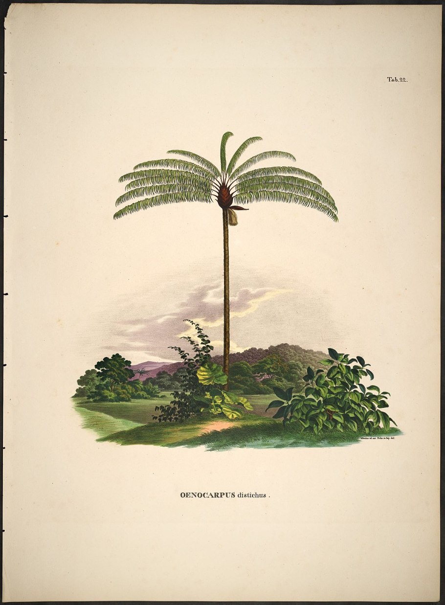 Oenocarpus distichus