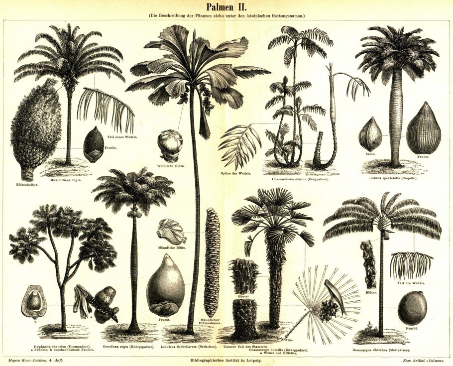 Семя пальмы