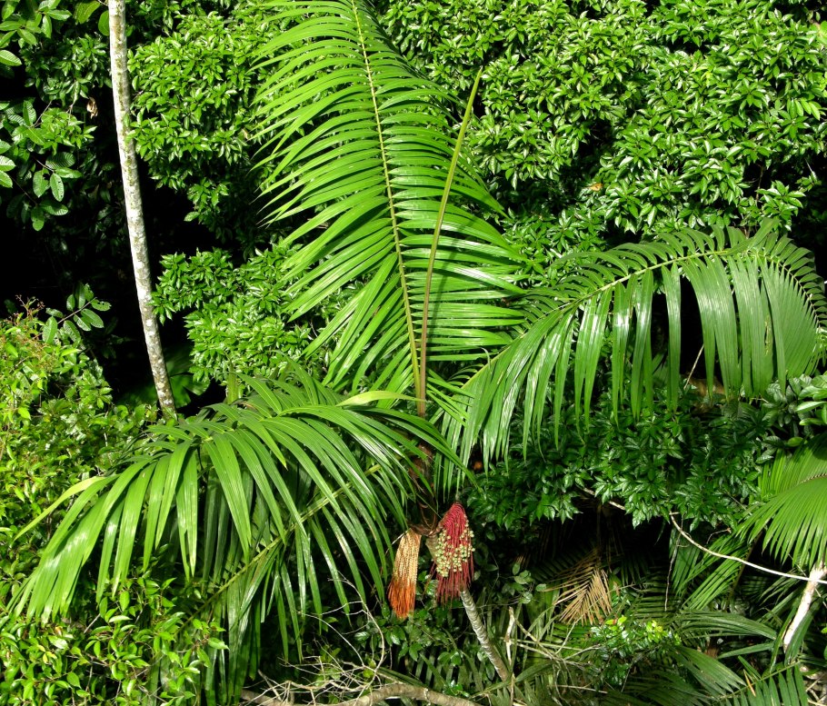 Пальма Мауриция