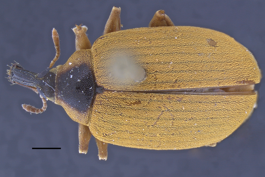 Brassica сериал