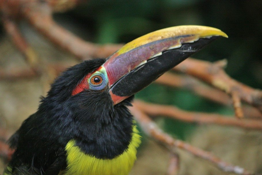 Тукан арасари (pteroglossus)