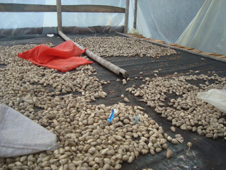 Астрокариум мурумуру