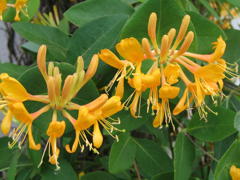 Жимолость съедобная Альтаир